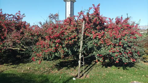 Milkflower Cotoneaster in Sabancı University 25.12.2023 01
